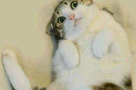 琼海企业清欠服务